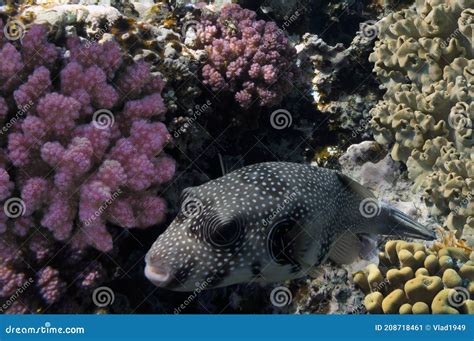 Giant Pufferfish And Red Sea Urchin Stock Photography Cartoondealer