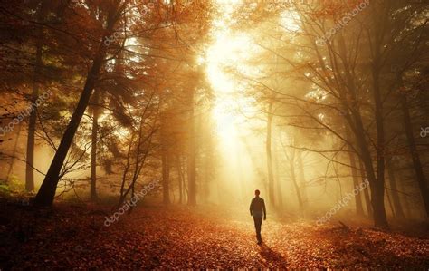 A Walk In Breathtaking Light In The Autumn Forest — Stock Photo