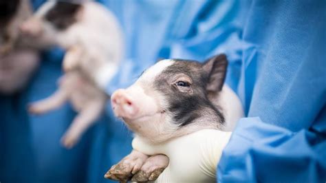 Chinese Scientists Create Pig Model Of Huntingtons Disease Cgtn