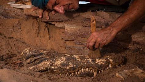 The Discovery Of Mummified Crocodiles In An Egyptian Tomb