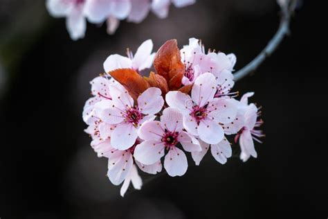 Spring Pink Cherry Blossoms Stock Image Image Of Close Beautiful