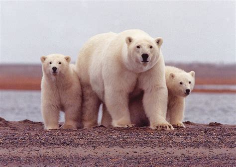 Polar Bears Wild Animals News And Facts