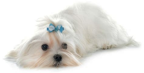 Maltese Dog Breed Personality Physical Features History And Health