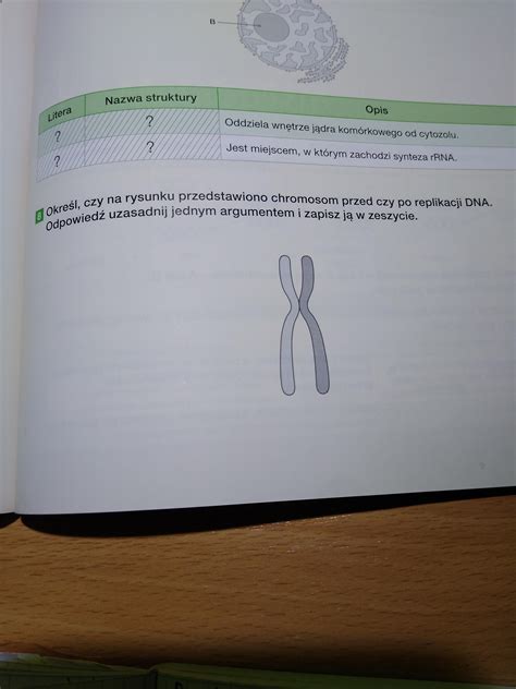 Zadanie 8. Określ, czy na rysunku przedstawiono chromosom przed czy po replikacji DNA. Odpowiedź ...