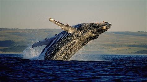 Hermanus Whale Watching: Coastal Charm and Marine Life