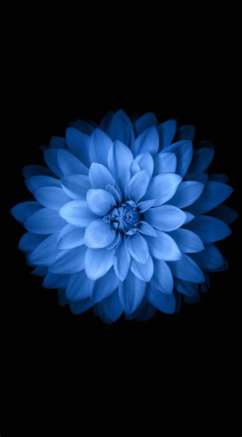 Download Default Blue Flower Original Iphone 6 Wallpaper