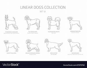 Simple Line Dogs Collection Isolated On White Dog Vector Image