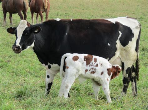 Whos Milking The Dairy Cows Gwenyn Hill Farm
