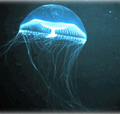 О «медузе» реклама meduza in english. Meduza