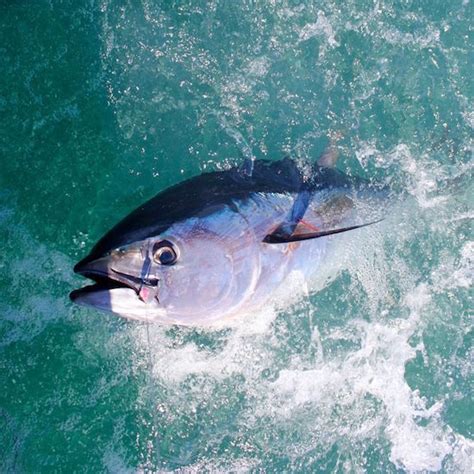 Fish Species Of The Month Bluefin Tuna Toms Catch Blog