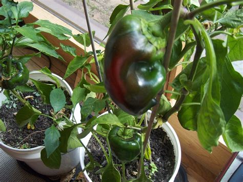 We did not find results for: Mombo's Backyard: Indoor Vegetable Garden Update