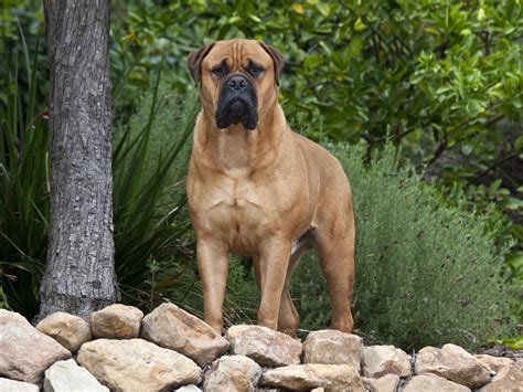 Bullmastiff Dog Breed History And Some Interesting Facts