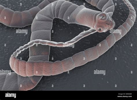 A Cestode A Parasitic Tapeworm Stock Photo Alamy