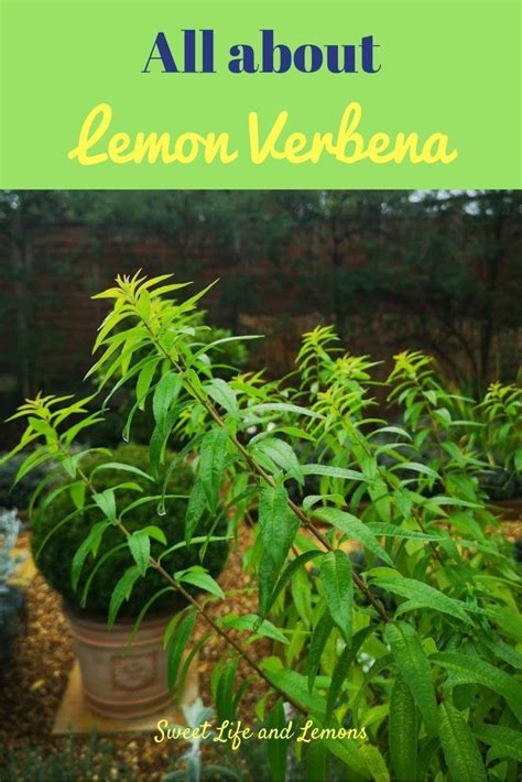 All About Lemon Verbena Sweet Life And Lemons Lemon Verbena Plant