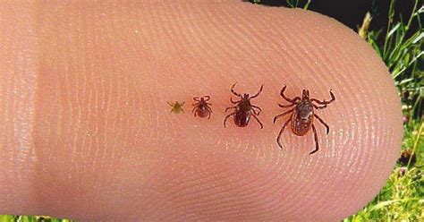 This Simple Tip Will Keep Ticks Off Of You All Summer Long