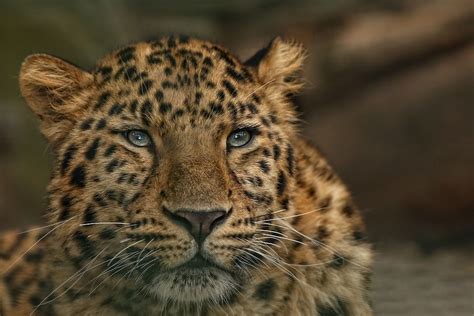 Russia Lepopard By Florence Merlote On 500px Animaux