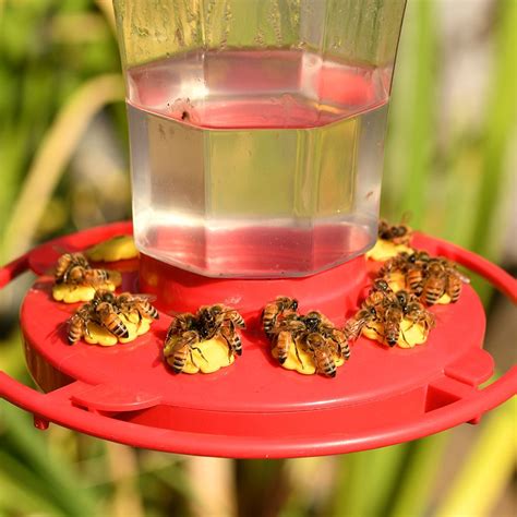 Bee Safe 6 Ways To Keep Bees Away From Your Hummingbird Feeders