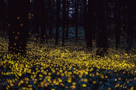 Fireflies In The Dark