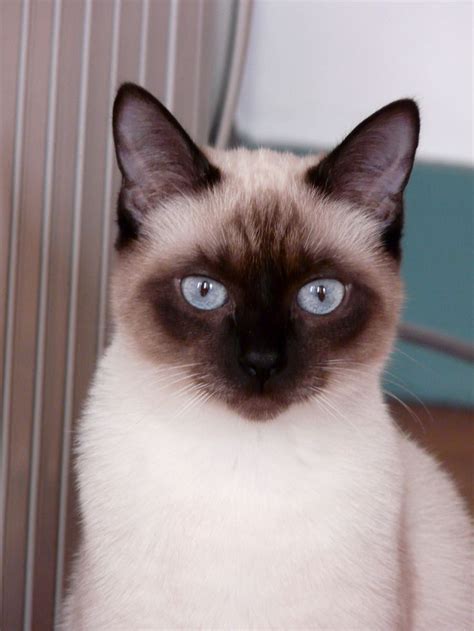 How Long Do Siamese Cats Live On Average British Shorthair