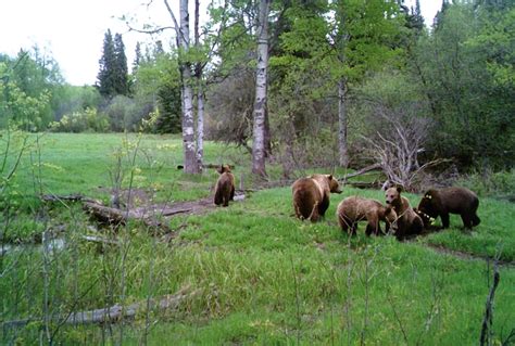 Ranchers Concerned About Grizzly Bear Encounters In Bc Canadian