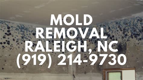 Fayetteville wildlife control tip of the month. Mold Removal Raleigh NC - YouTube
