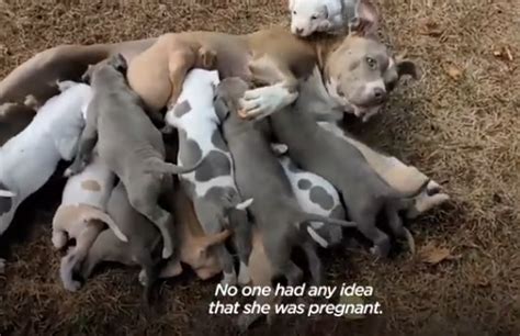 Adorable Pit Bull Gives Birth To Her 15 Puppies Such A Beautiful