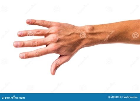 Hands Close Up Stock Photo Image Of Caucasian Fingernail 64038974