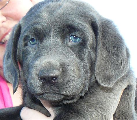 We are located on 17 acres in central nc, about 10 minutes southeast of raleigh. 48 HQ Pictures Charcoal Lab Puppies For Sale In Texas ...