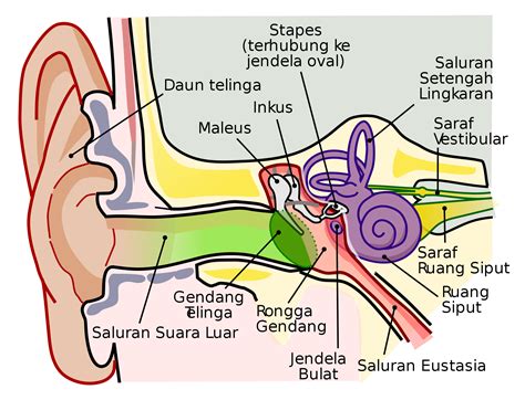 Gegendang Telinga Pecah Dan Sakit ⋆ Info Kesihatan
