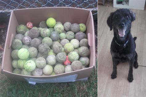 Tammy Collected The Tennis Balls On Her Walks Around The University