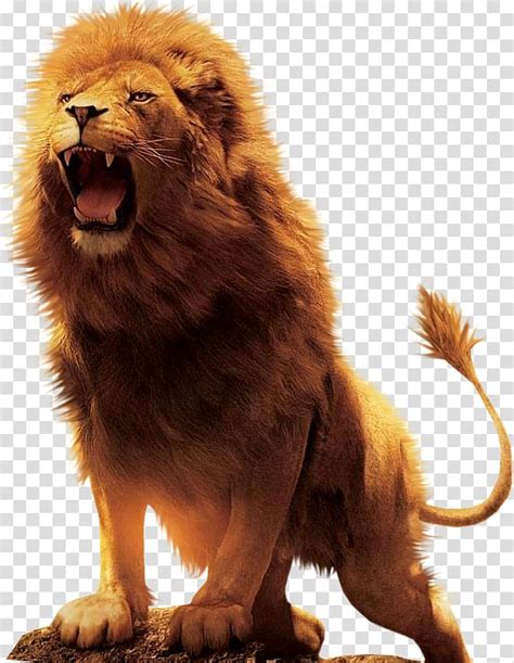 Lion Images For Desktop