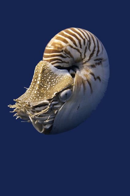 Naui I Nautilus Pomppilius Chambered Nautilus David Henshaw Flickr