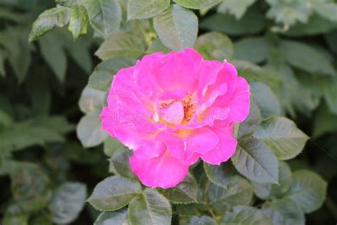 Beautiful Scented Pink Roses Bloom In The Garden Stock Photo Image Of