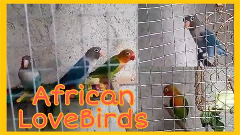 African Lovebirds Youtube