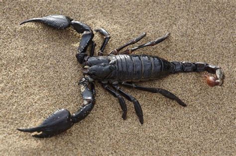 The SCORPION SPIRIT ANIMAL Ultimate Guide (Meanings ...