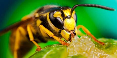 How To Get Rid Of Cicada Killer Wasps