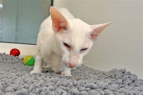 See More Than 30 Siamese Cats Rescued By The Rspca Surrey Live