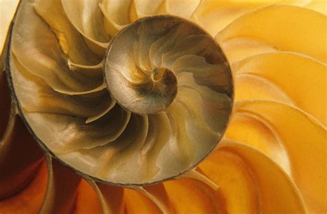 Inside Of Nautilus Shell Photograph By Bilderbuch Fine Art America