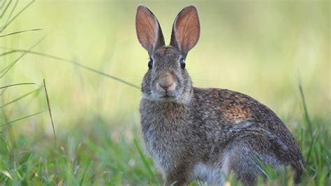 What To Do About Wild Rabbits The Humane Society Of The United States