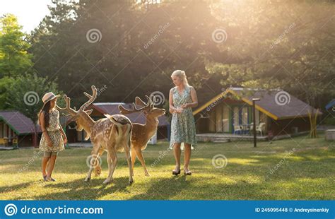 Child Feeding Wild Deer At Petting Zoo Kids Feed Animals At Outdoor