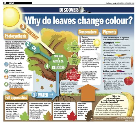 Why Do Leaves Change Color In Autumn Iris Preschool