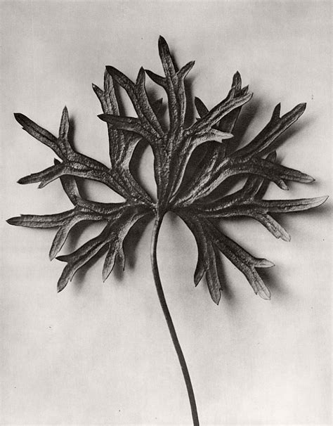 Biography Fine Art Botanical Photographer Karl Blossfeldt Monovisions