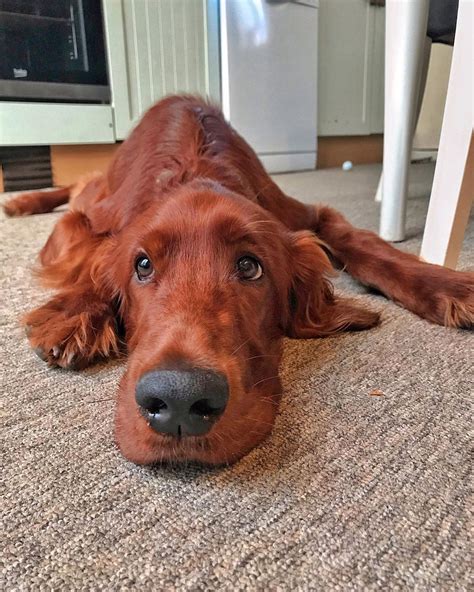 14 Charming Facts About The Most Beautiful Dogs - Irish Setters | Page 2 of 4 | PetPress