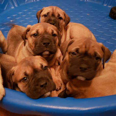 Bullmastiff Puppies For Sale Kingwood Tx 297209