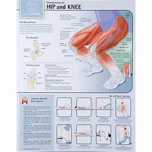 Strengthening The Hip And Knee Chart Laminated W59508 Denoyer