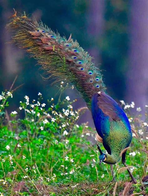 Peacock Hybrid India Blue And Java Green ©الزين Animals Animals