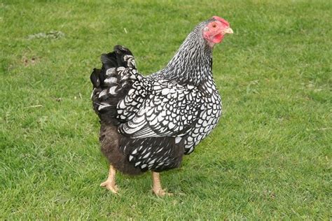 The Complete Silver Laced Wyandotte Care Guide Chickens And More