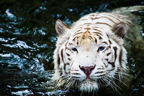 White Tiger Swimming This Swimming Giant Is A White Tiger Flickr