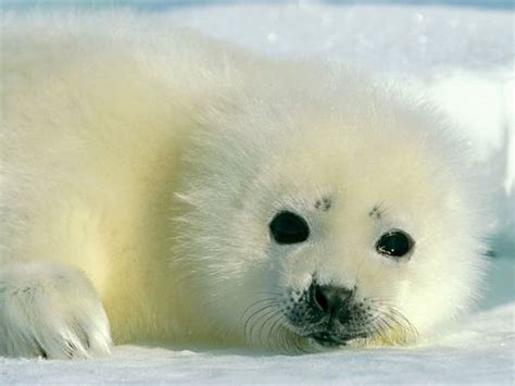 10 Most Beautiful Seals In The World