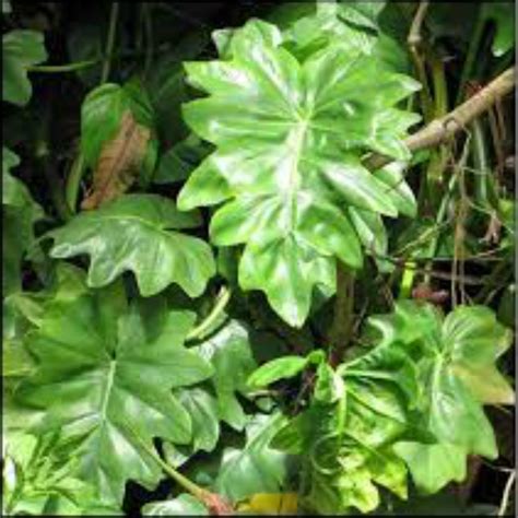 Buy Philodendron Lacerum Plant At Less Price Nurseryserve